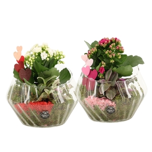 21801: Lovess arrangement