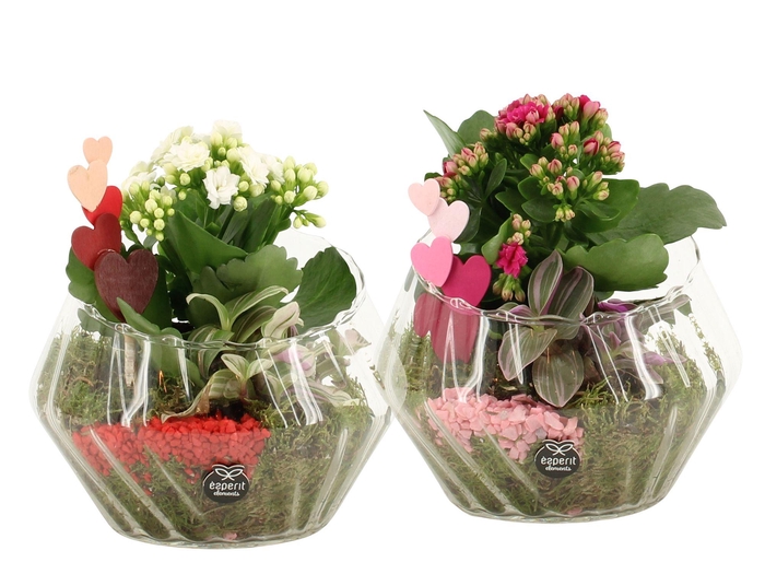 <h4>21801: Lovess arrangement</h4>
