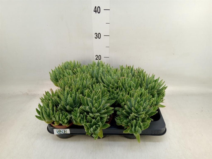 <h4>Aloe brevifolia</h4>