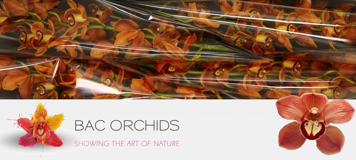 <h4>CYM T Browny</h4>