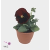Viola wr. 'Alpha Red wBlotch'