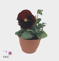 Viola wr. 'Alpha Red wBlotch'
