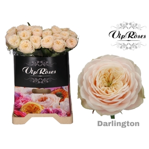 R GR DARLINGTON