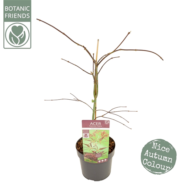 <h4>Acer palm. 'Inaba-shidare' extra kwaliteit</h4>