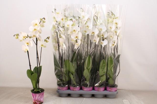 <h4>PHAL OV WIT</h4>