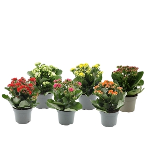 Kalanchoë 6 color mix without sleeve