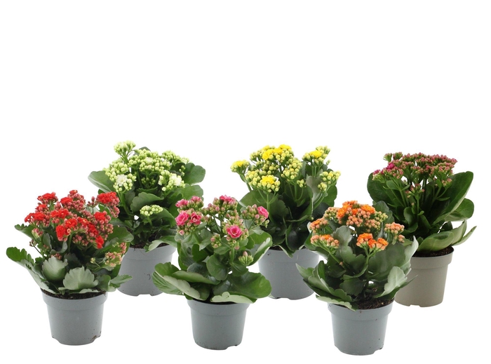 <h4>Kalanchoë 6 color mix without sleeve</h4>