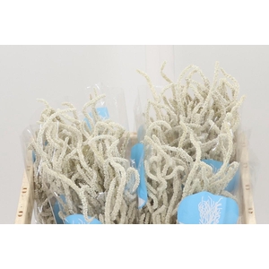 Amaranthus Yearming Desert