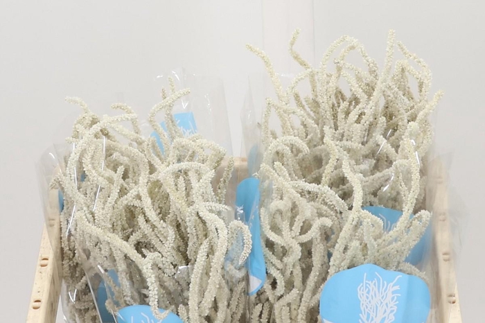 <h4>Amaranthus Yearming Desert</h4>