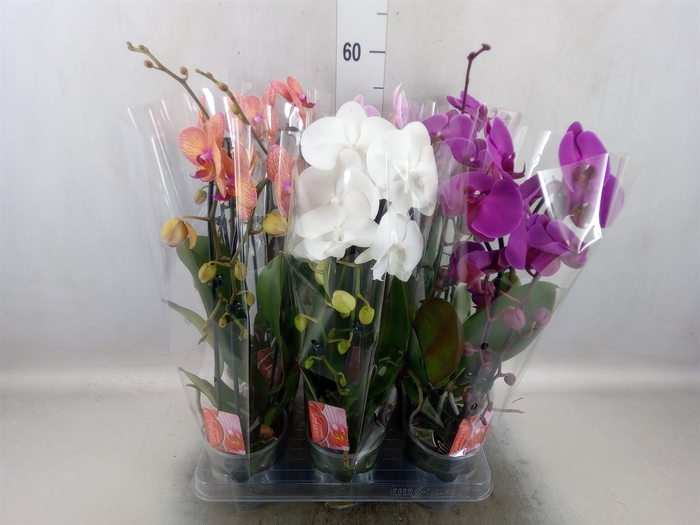 <h4>Phalaenopsis  'Elegant Cascade'</h4>