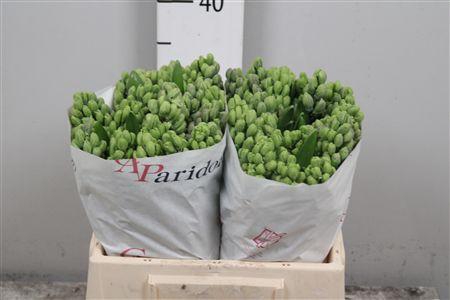 <h4>Hyac Koh-i-noor</h4>