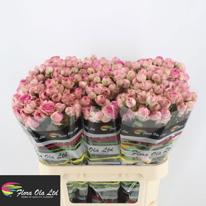 R TR SUPER SENSATIO@