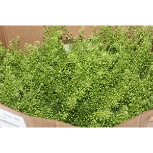 FOLHAGEM LEPIDIUM