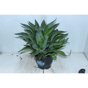 AGAVE DEMEESTERIANA P24