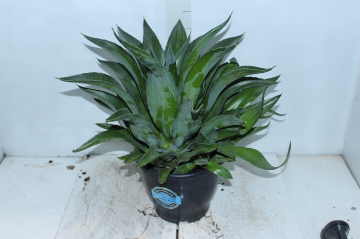 <h4>AGAVE DEMEESTERIANA P24</h4>
