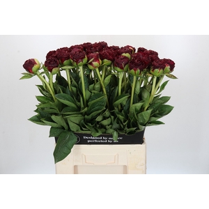 Paeonia Old Faithful