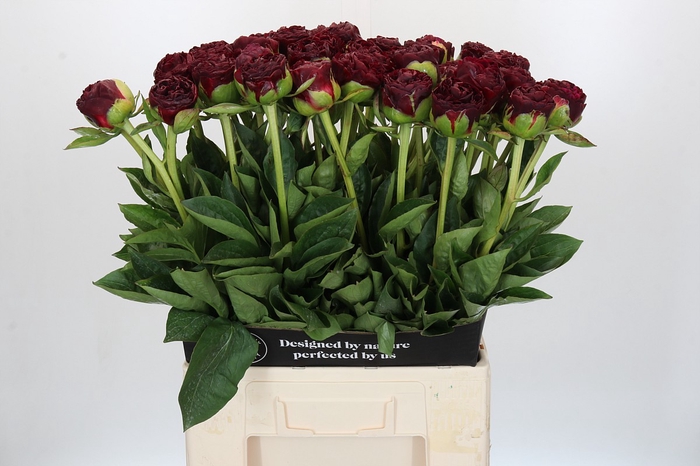 Paeonia Old Faithful