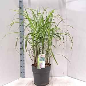 Miscanthus sinensis Malepartus