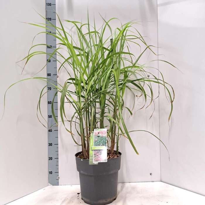 <h4>Miscanthus sinensis Malepartus</h4>