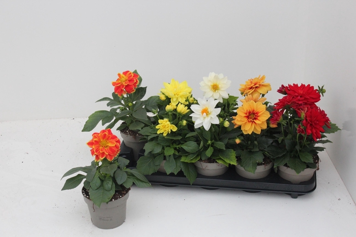 <h4>DAHL L ME GEM</h4>