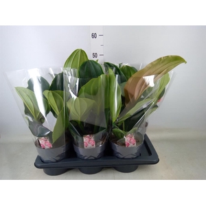 Medinilla magn. 'Flamenco'