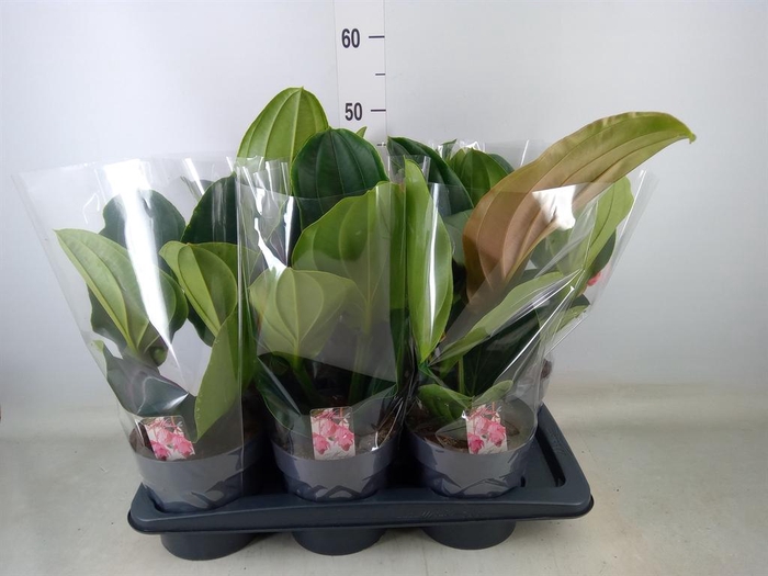 <h4>Medinilla magn. 'Flamenco'</h4>