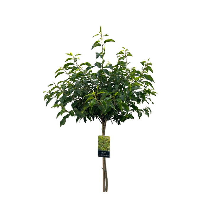 <h4>Prunus lusitanica 'Angustifolia' Stam 120 cm</h4>