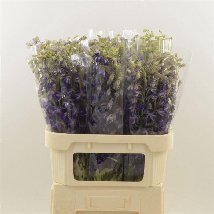 <h4>Delphinium single Deldonna Purple</h4>
