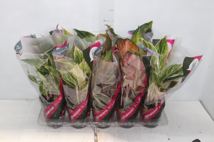 <h4>AGLAONEMA VARIADA P12</h4>