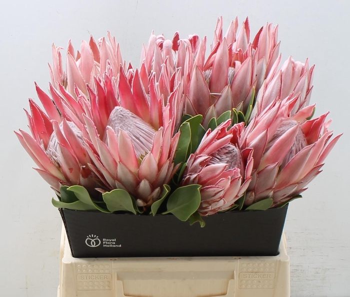 <h4>PROTEA CYNAROIDES</h4>