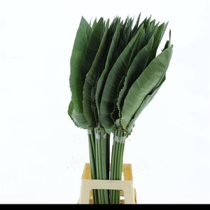 STRELIT BLAD