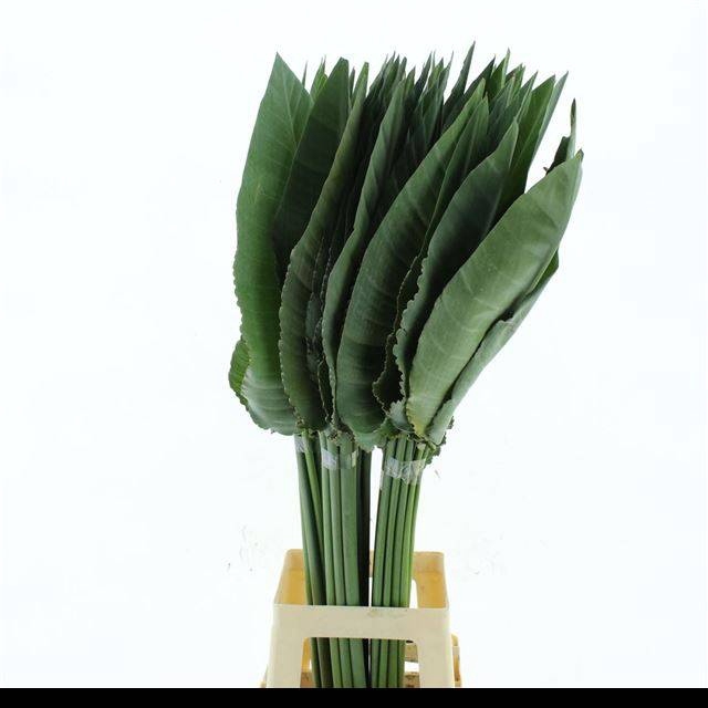 <h4>STRELIT BLAD</h4>