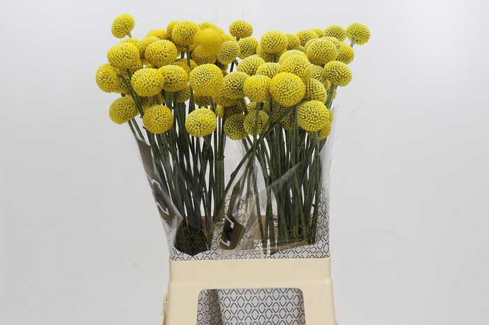 Craspedia globosa Paintball Jumbo