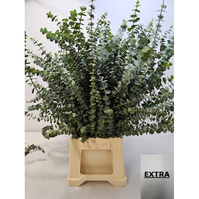 <h4>EUC BABY BLUE PB EXTRA</h4>