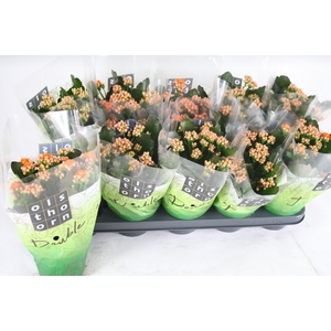 Gevuld 12 cm Oranje