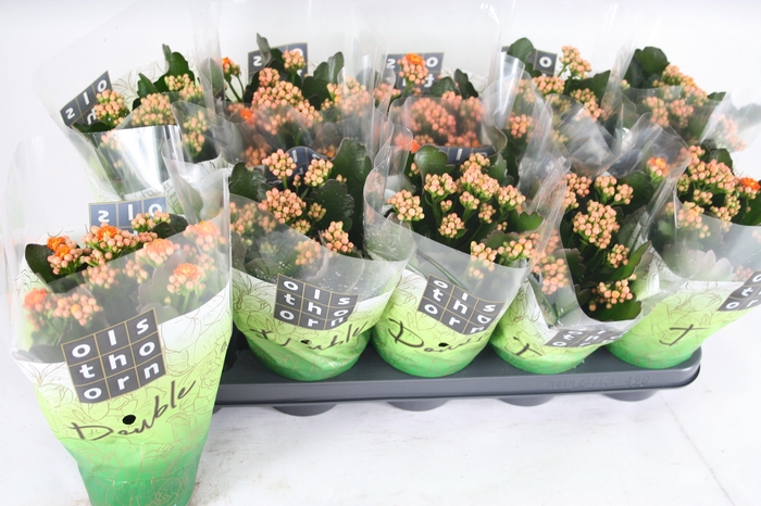 <h4>Gevuld 12 cm Oranje</h4>