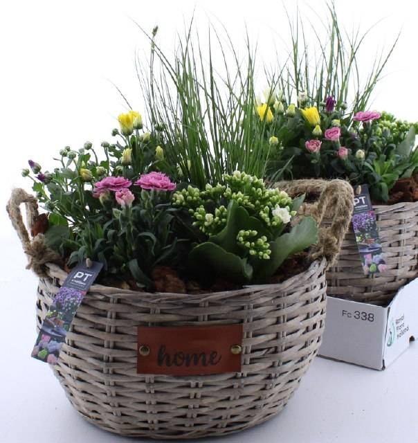 <h4>ARR TUINPLANTEN</h4>