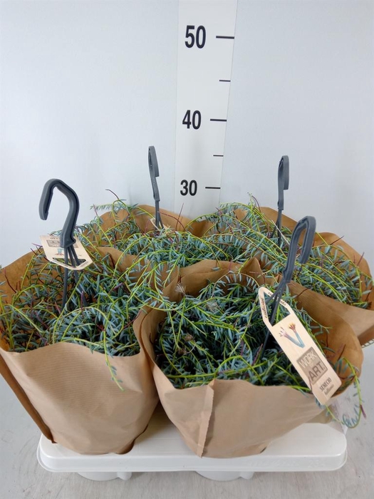 <h4>Senecio   ...</h4>