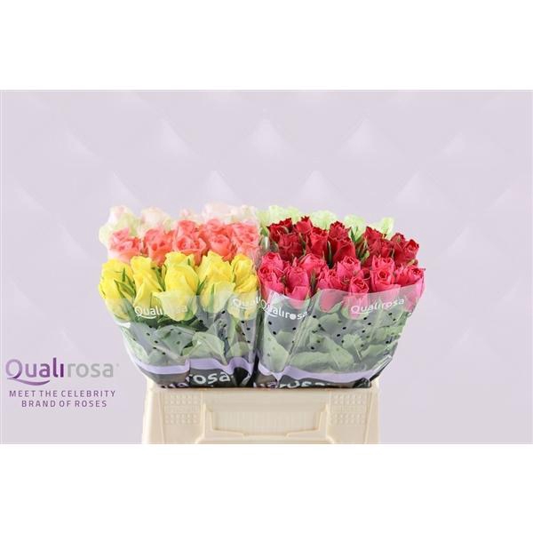 <h4>R Gr Mix Qualirosa</h4>