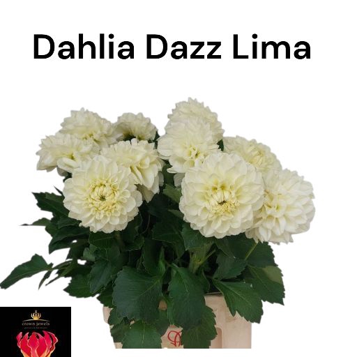 <h4>DAHL OV</h4>