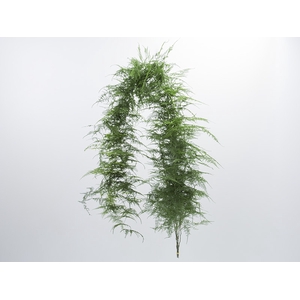 FOLHAGEM ASPARGO PLUMOSO