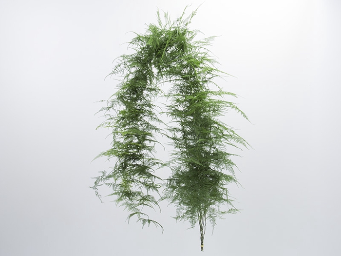 FOLHAGEM ASPARGO PLUMOSO 180 CM