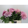 Dahlia Cafe Au Lait