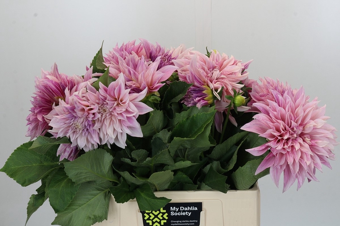 <h4>Dahlia Cafe Au Lait</h4>