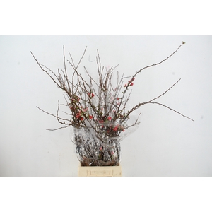 CHAENOMELES SUPERBA 060CM