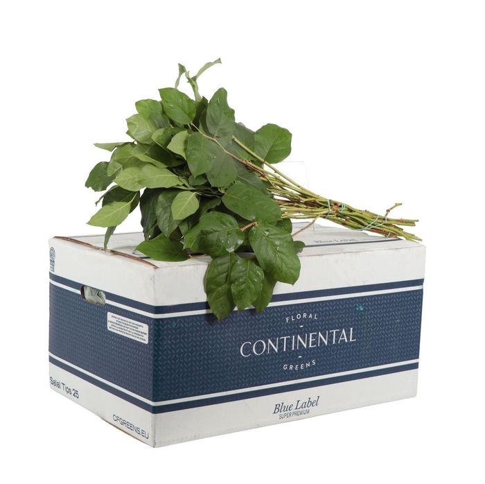 <h4>Salal Tip Blue Label</h4>