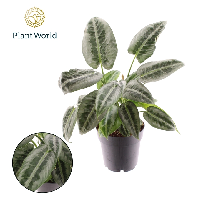 <h4>Schismatoglottus Mottleyana</h4>