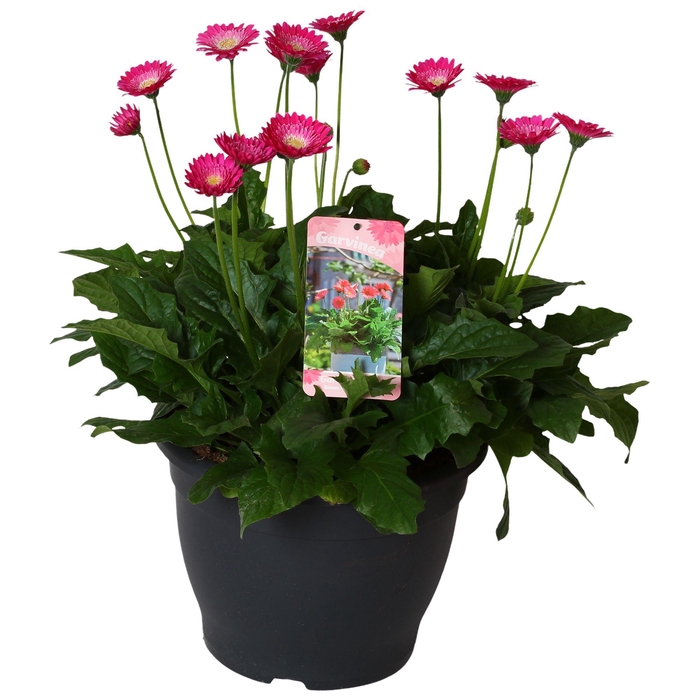 <h4>Gerbera Garvinea 32cm 7bl paars</h4>