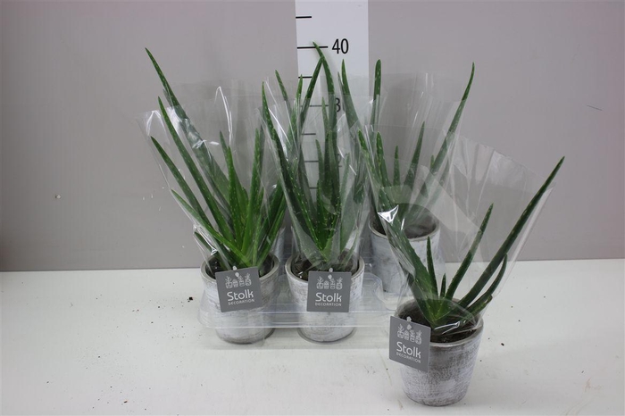 <h4>Aloe Vera White Wash Keramiek</h4>