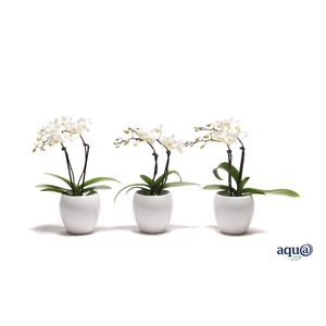 Lisa White Tiny Dolls Wit 2T12+ Aqu@